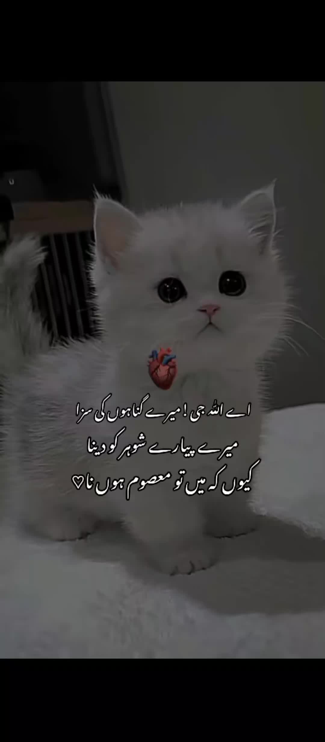 @Muslim Girl 🧕