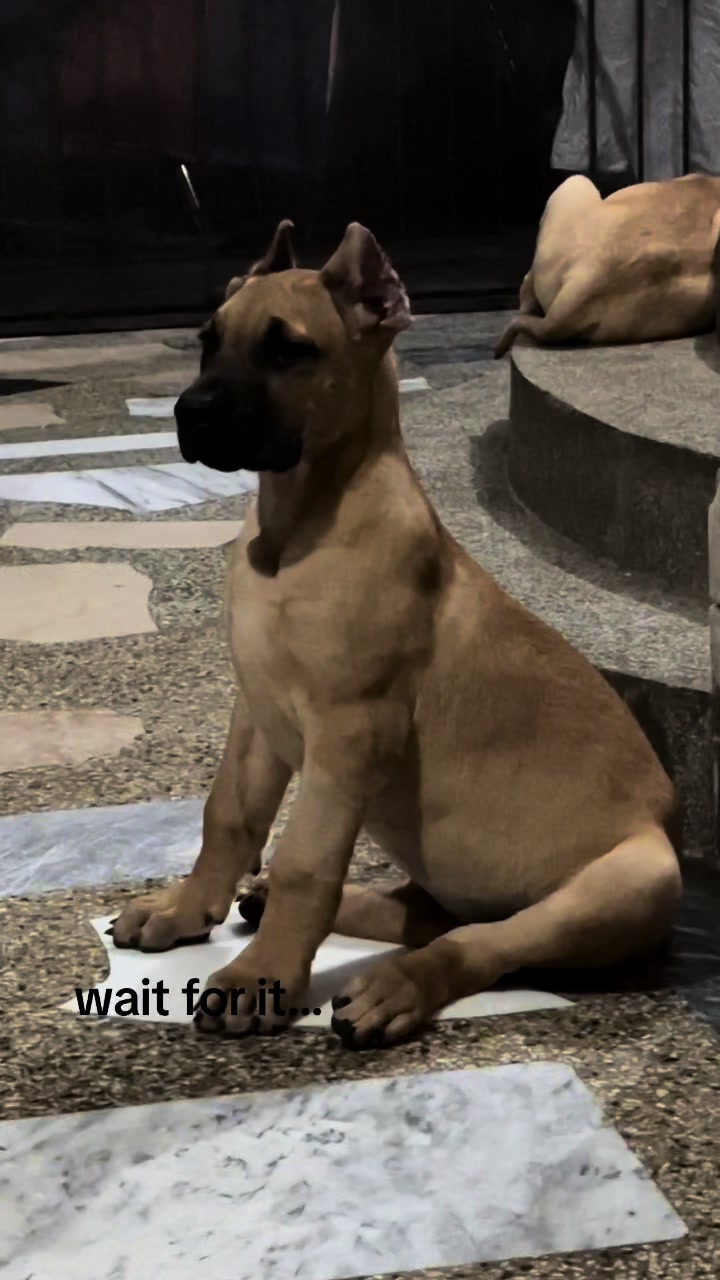 @AJK PRESA CANARIOS🇵🇰🐶