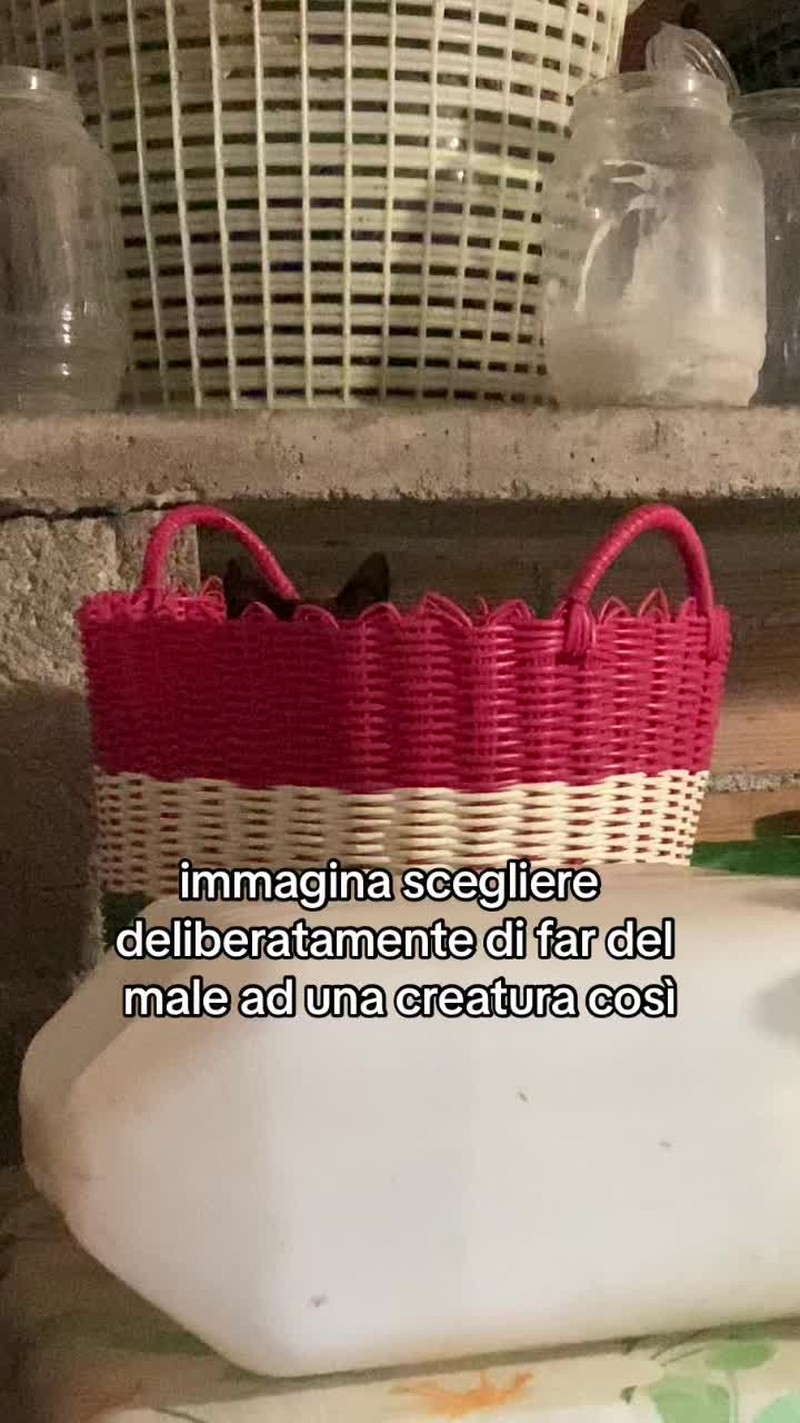 @ciroilgattorosso