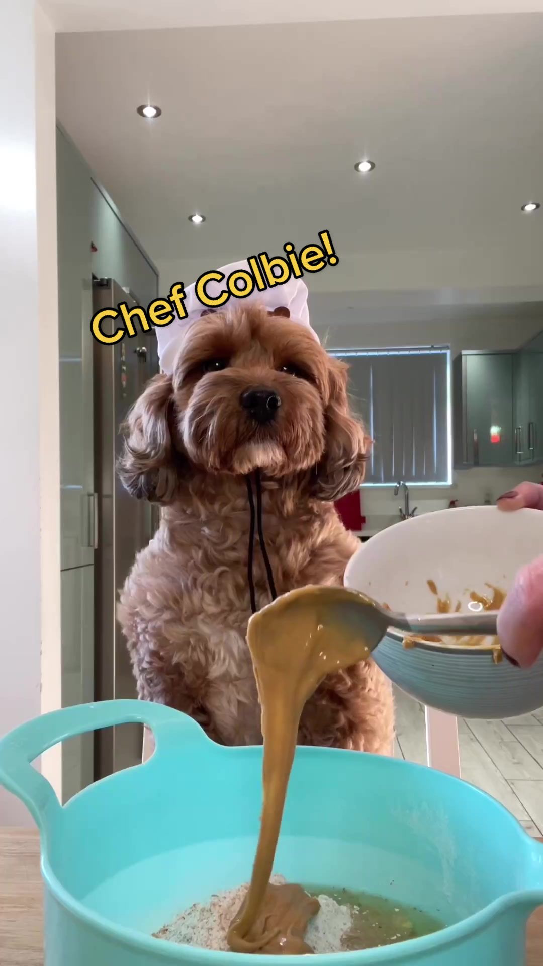 @The Doggy Baking Co
