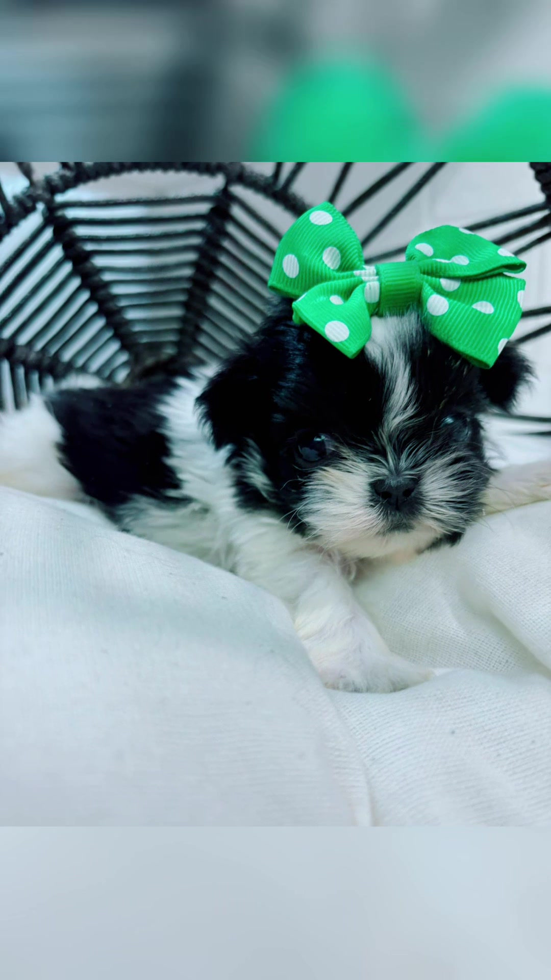 @SHIHTZU SOIR&Eacute;E