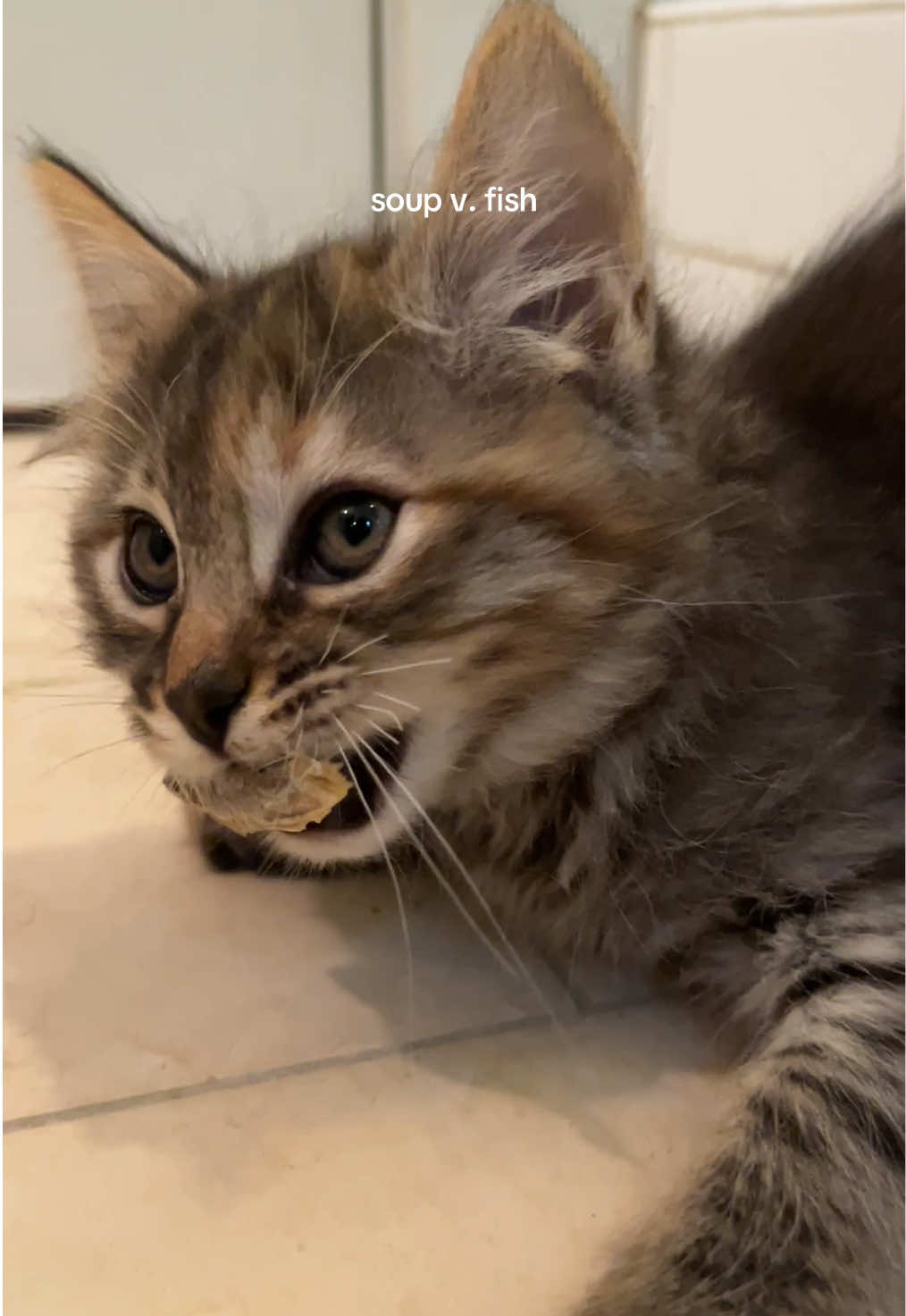 @tiana fosters cats