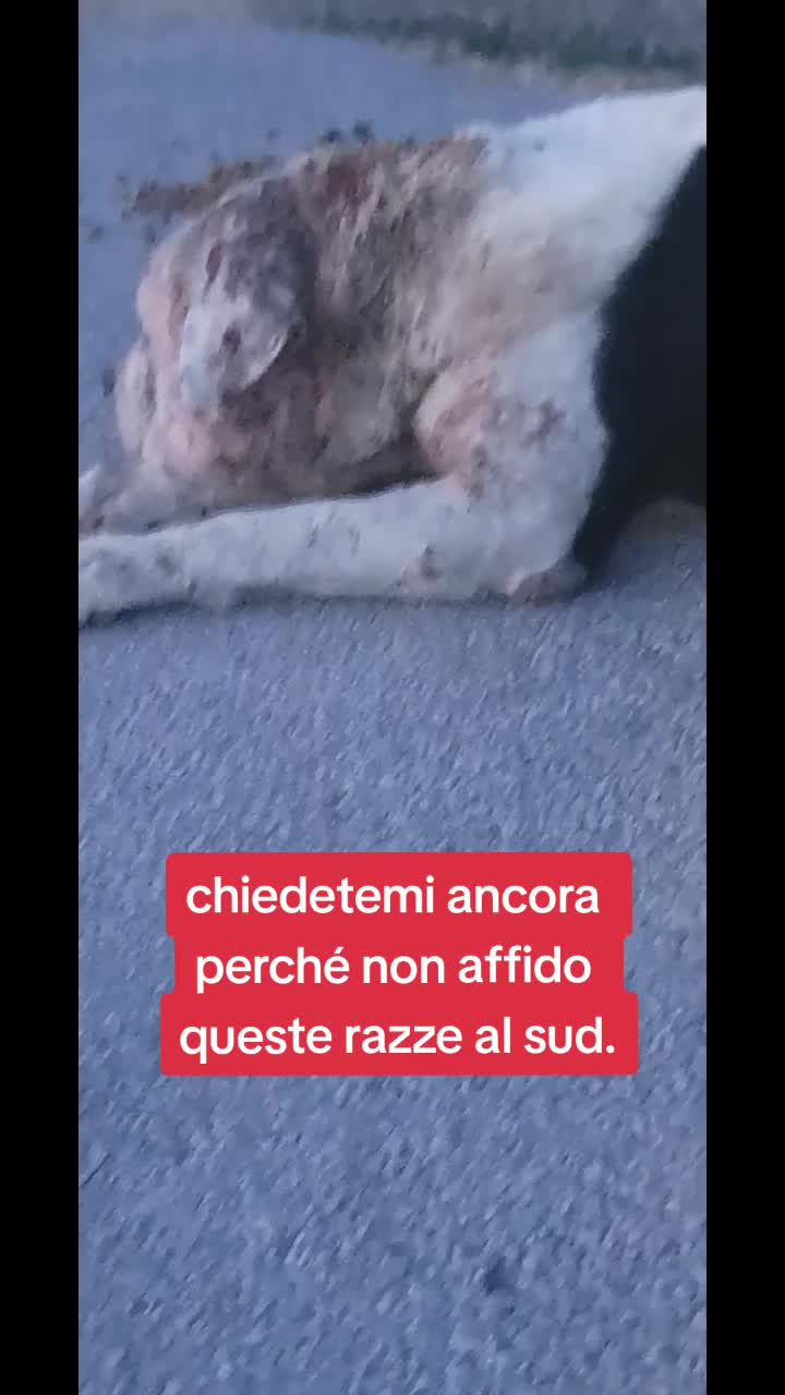 @🐾adotta🐾Sopito Antonella