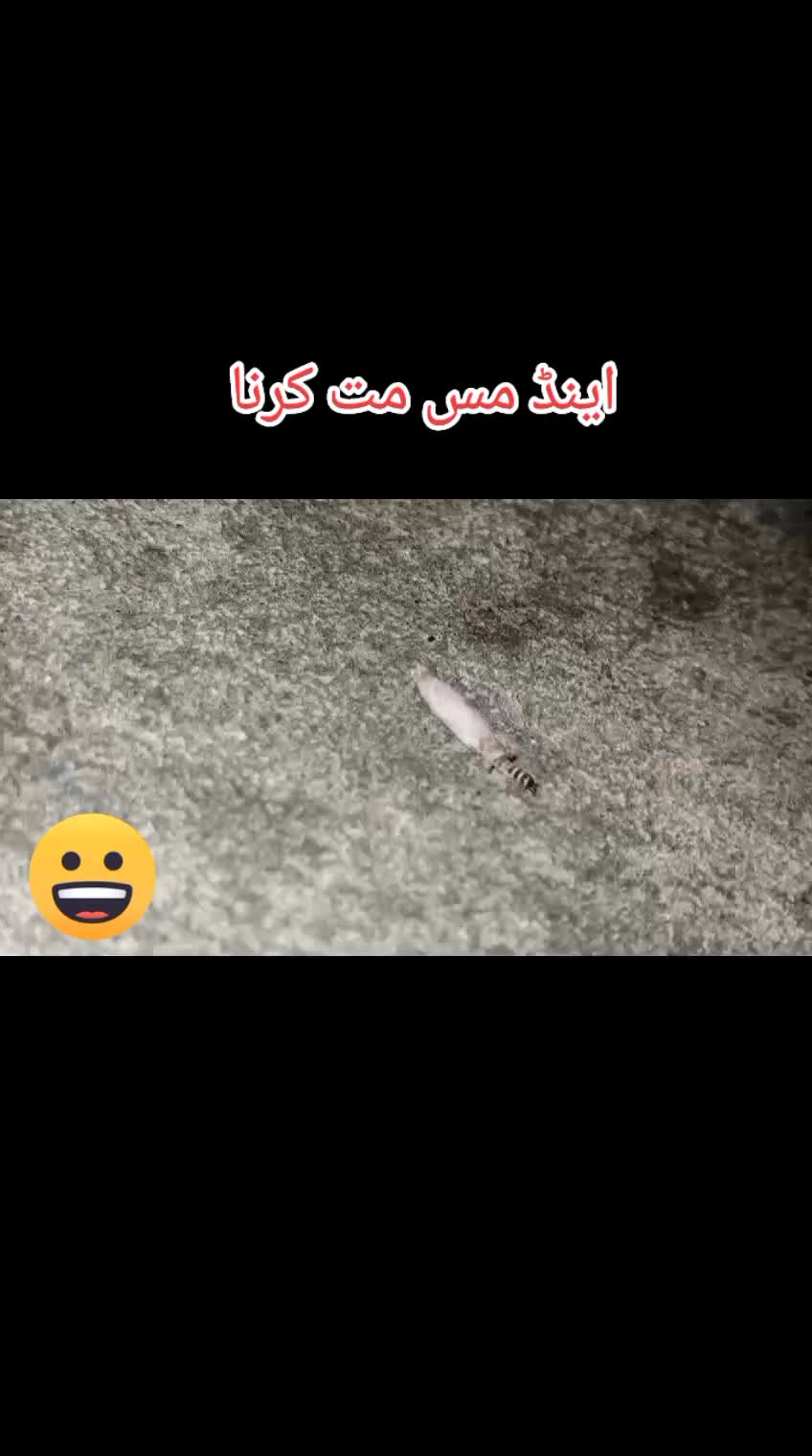 @butt g