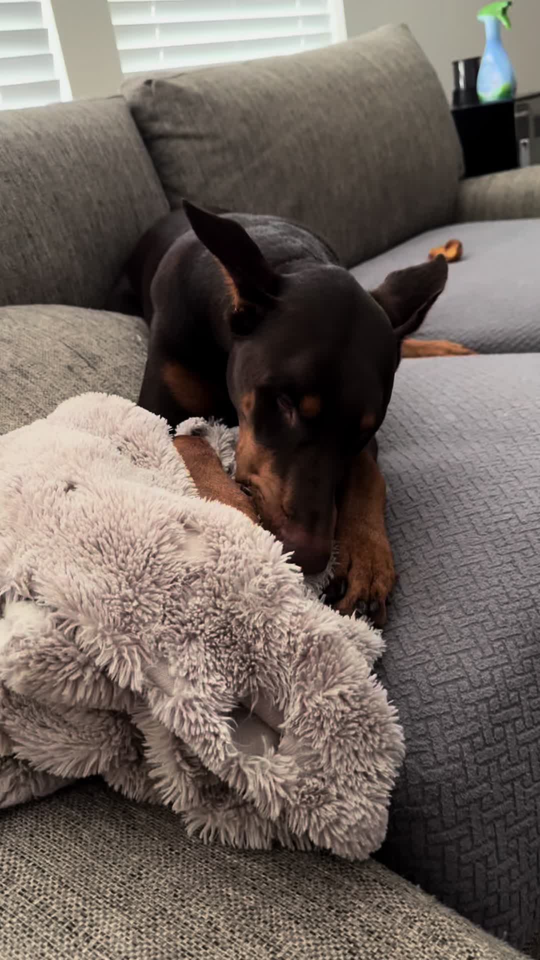 @ShantitheDobie