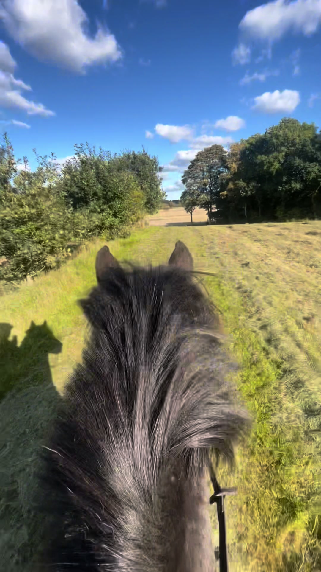 @Cathrine_equestrian🤍