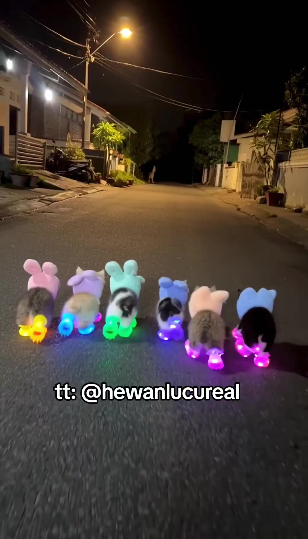 @Hewan Lucu🥰