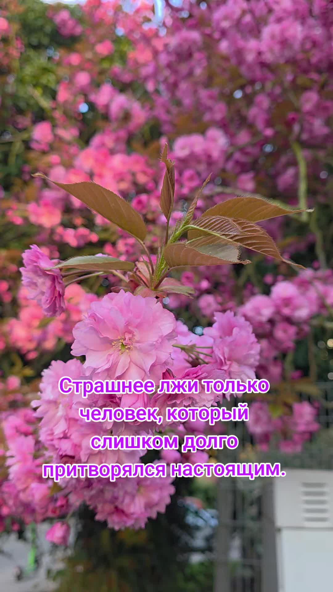 @Iriss