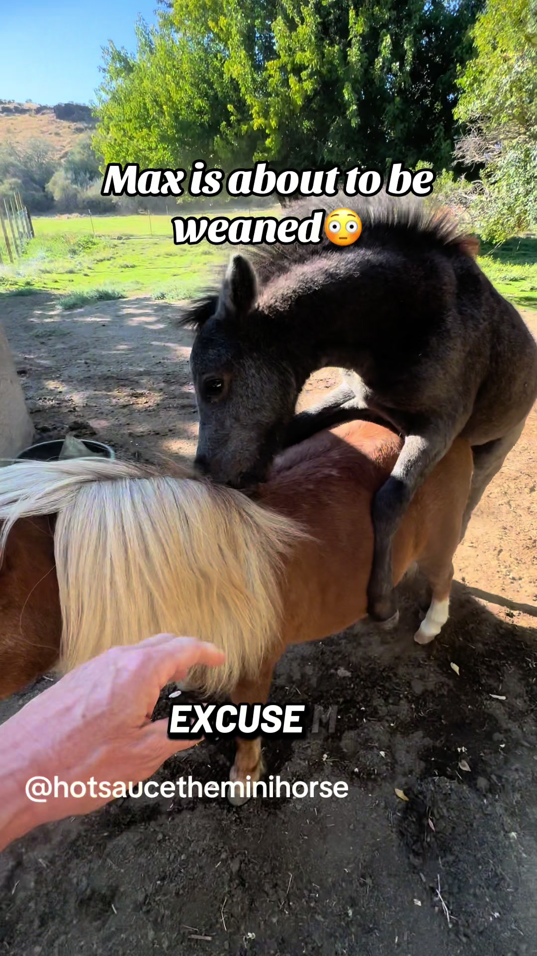 @Hot Sauce the Mini horse 🐎