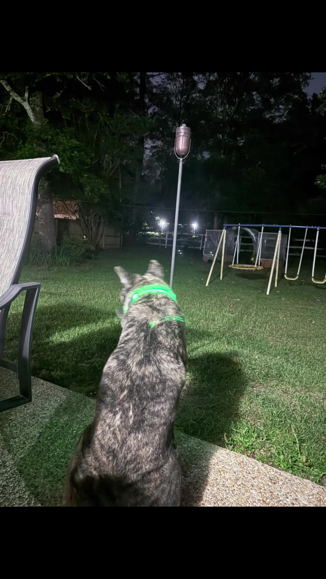 @SecretlySashaXTanktheAkita