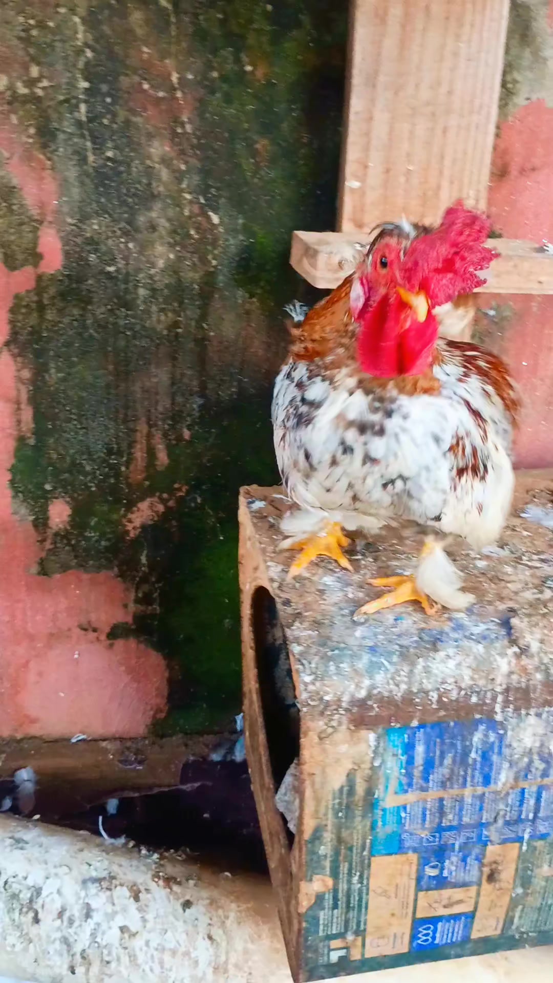 @🐔CRIAT&Oacute;RIO MZ🐓