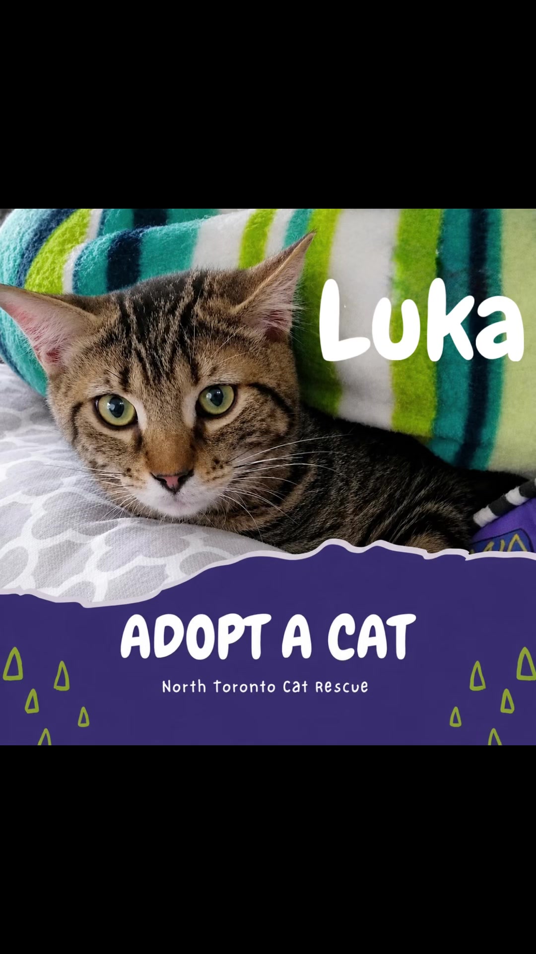 @North Toronto Cat Rescue