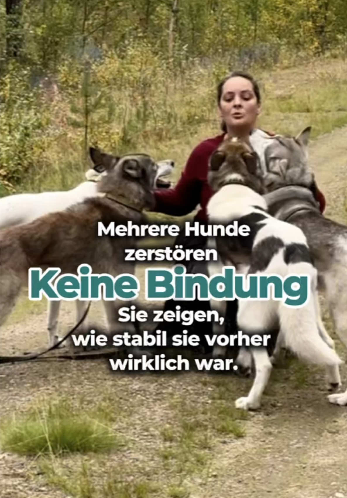 @Mehrere Hunde, ein Team!