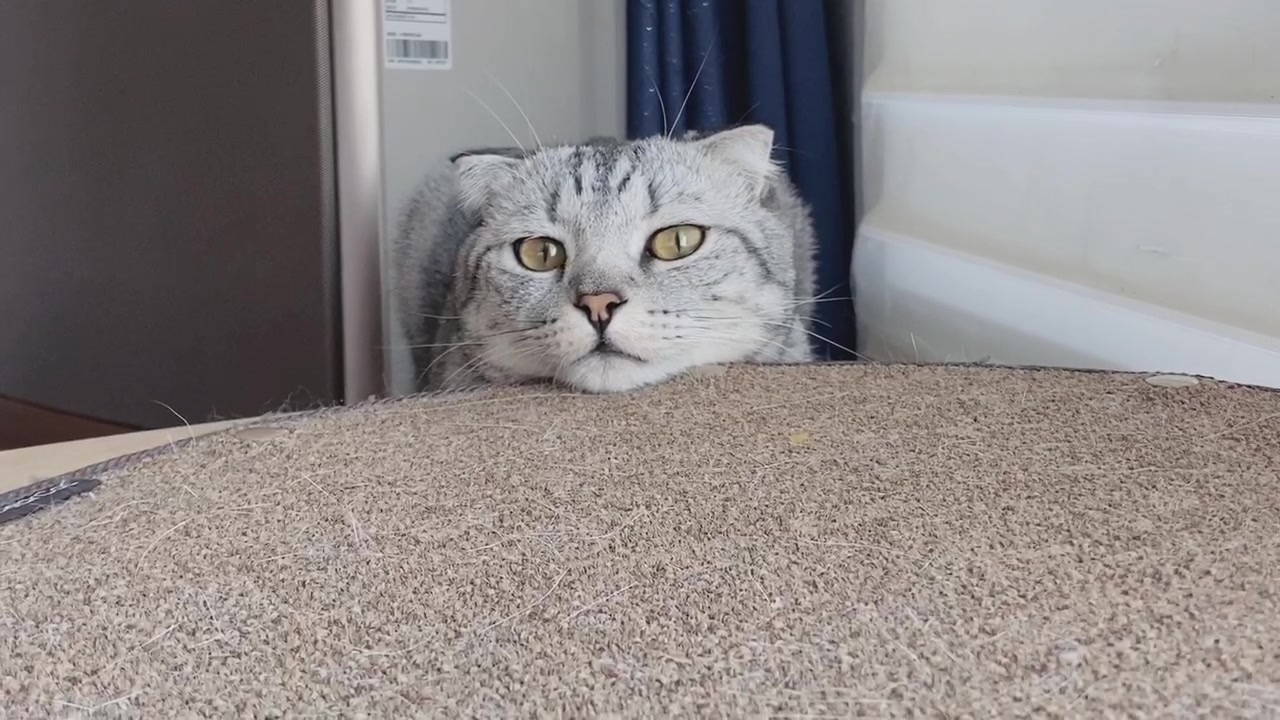 @Yuliandcats