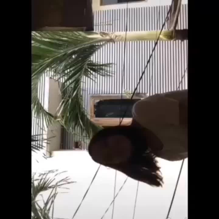 @Goldaayy🐒.
