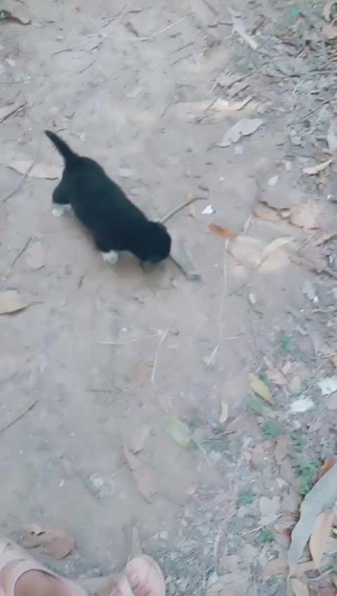 @น้องชมพู่