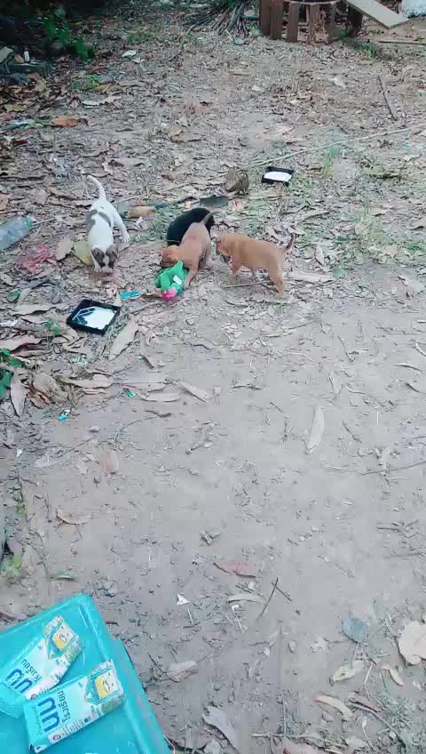 @น้องชมพู่