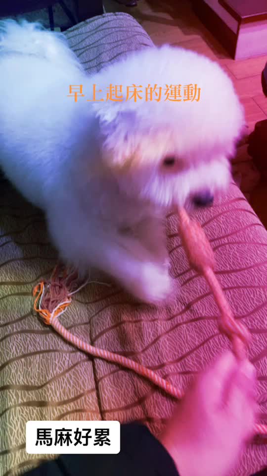 @哈尼