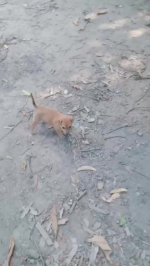 @น้องชมพู่