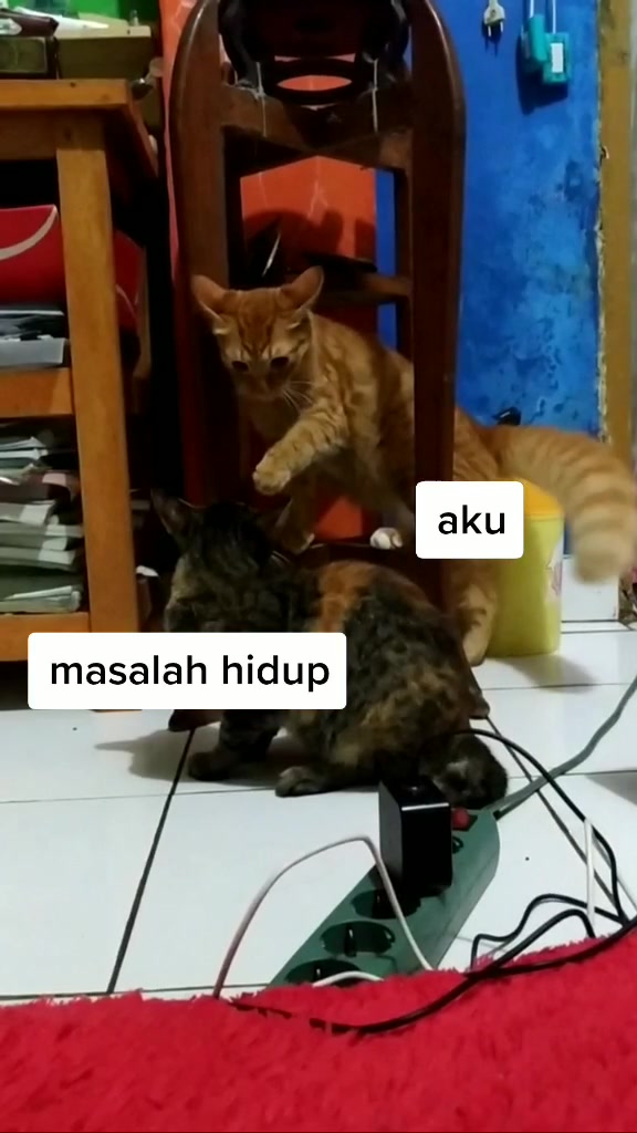 @owl