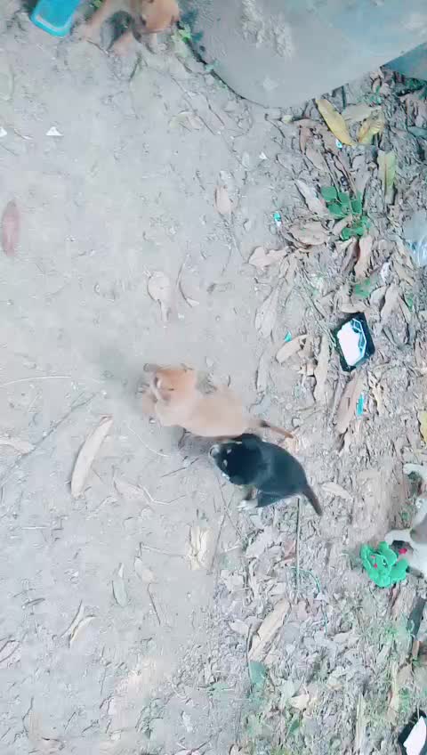 @น้องชมพู่