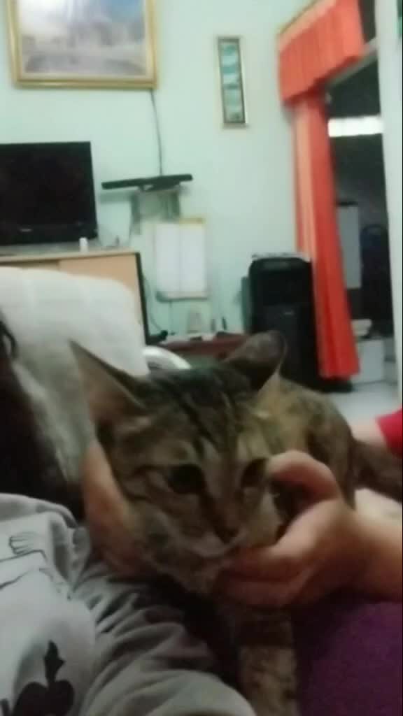 @owl