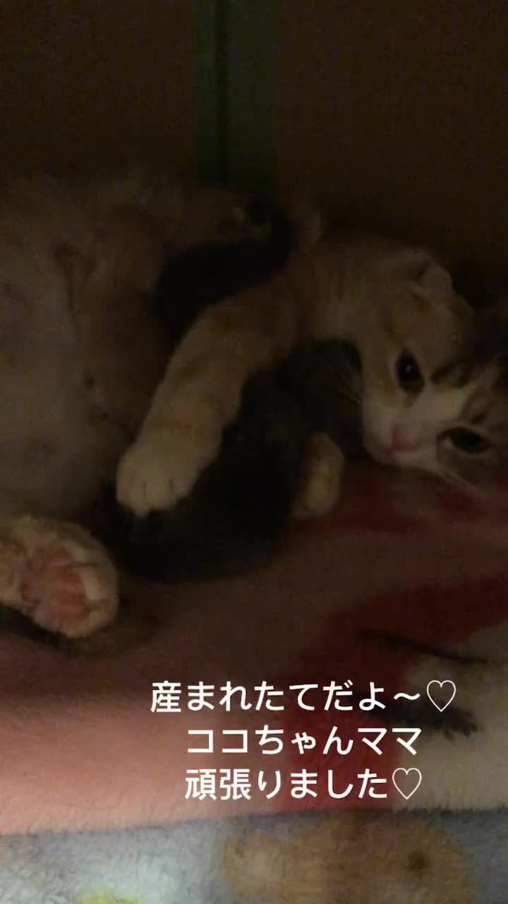 @おまめ
