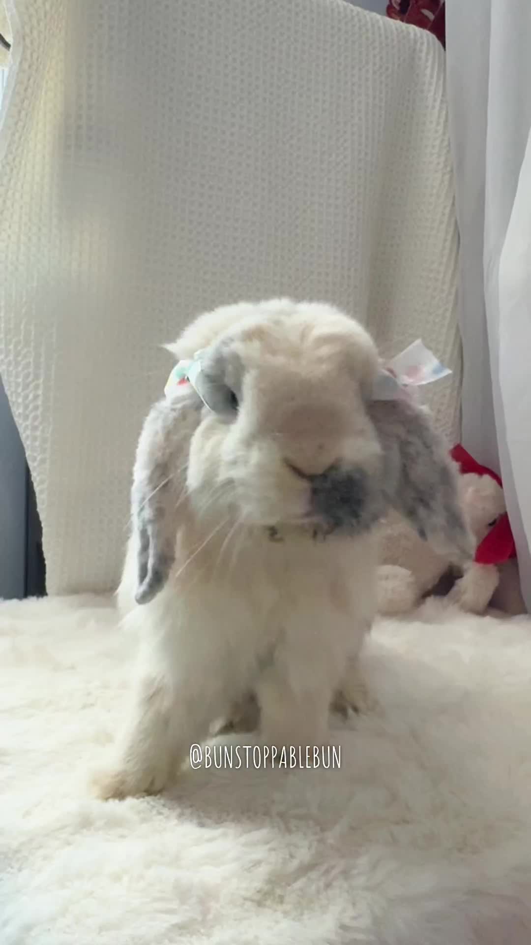 @BunBun, Mochi🌈, Chewy