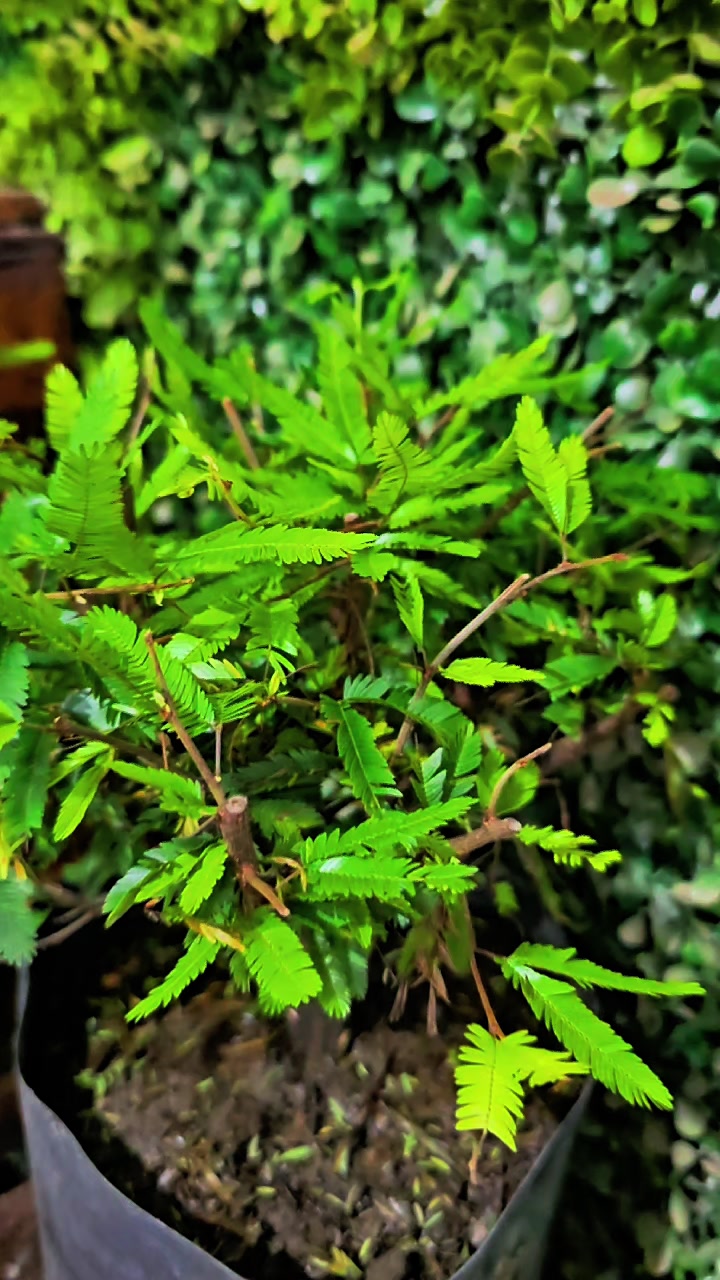 @Green House bonsai