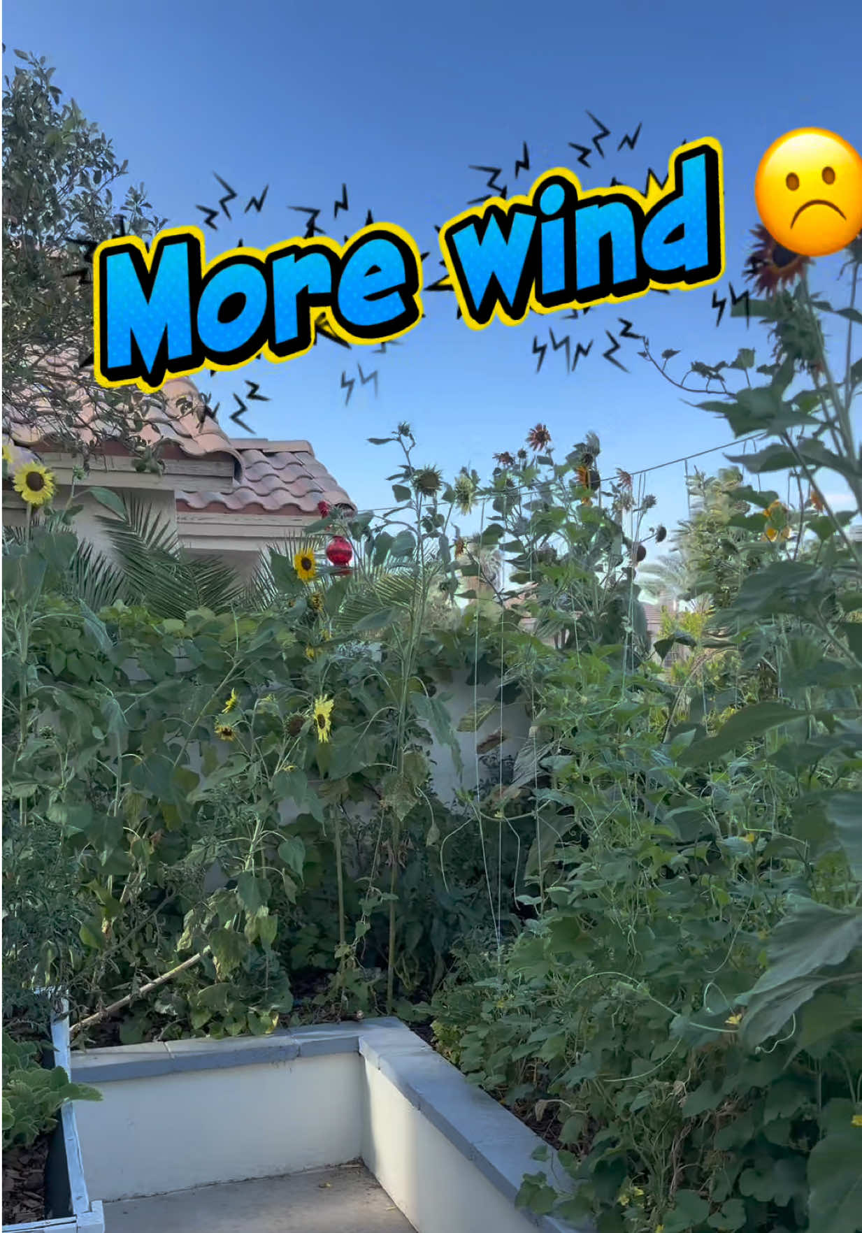 @Vegas grown veggies