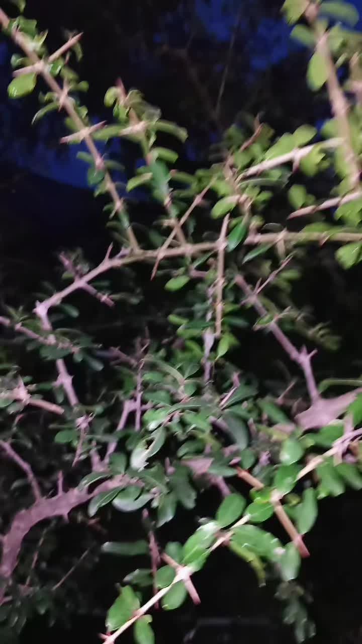 @جنگلی بلی 😺