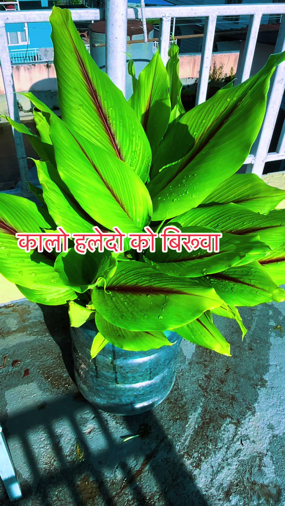 @विष्णुकुमारी आचार्य राधे