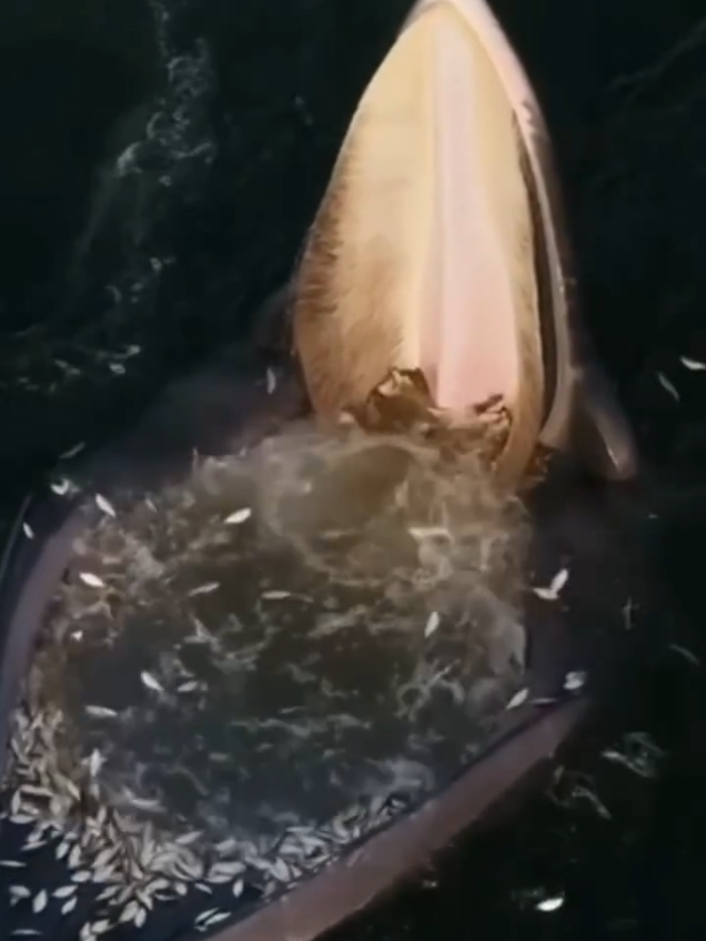 @Deep Sea 4K