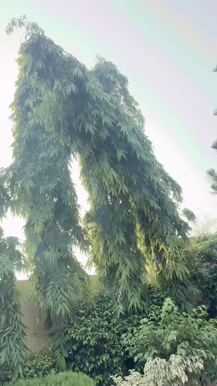 @naveedch123