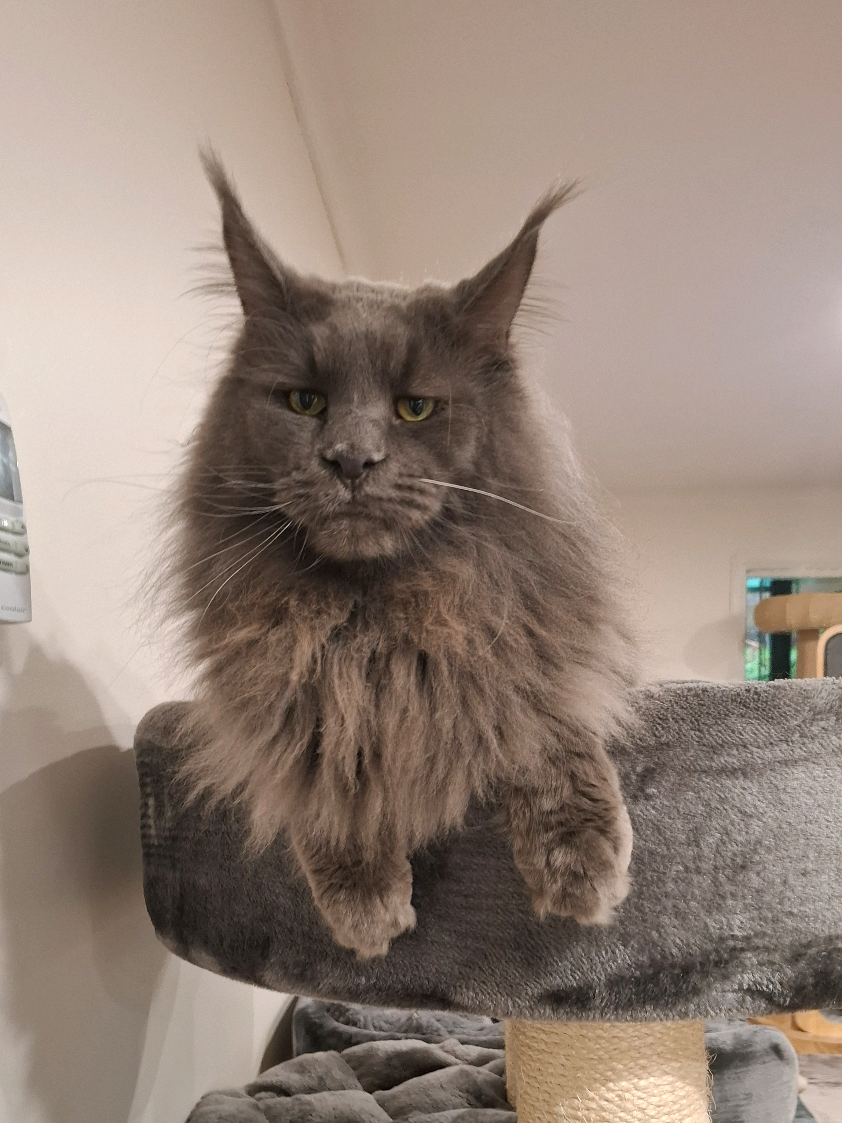 @Ragnar the Maine Coon 🐈