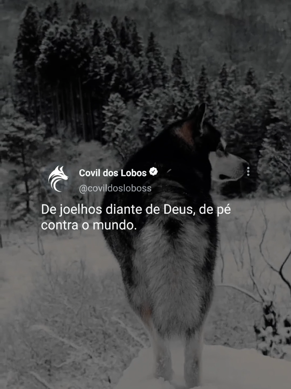 @Covil Dos Lobos