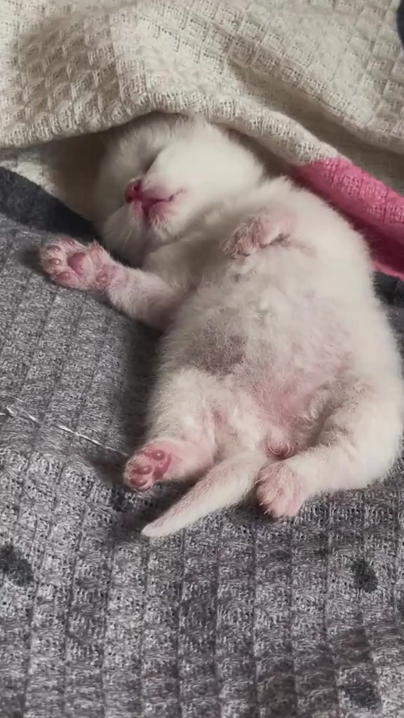 @catbosssss
