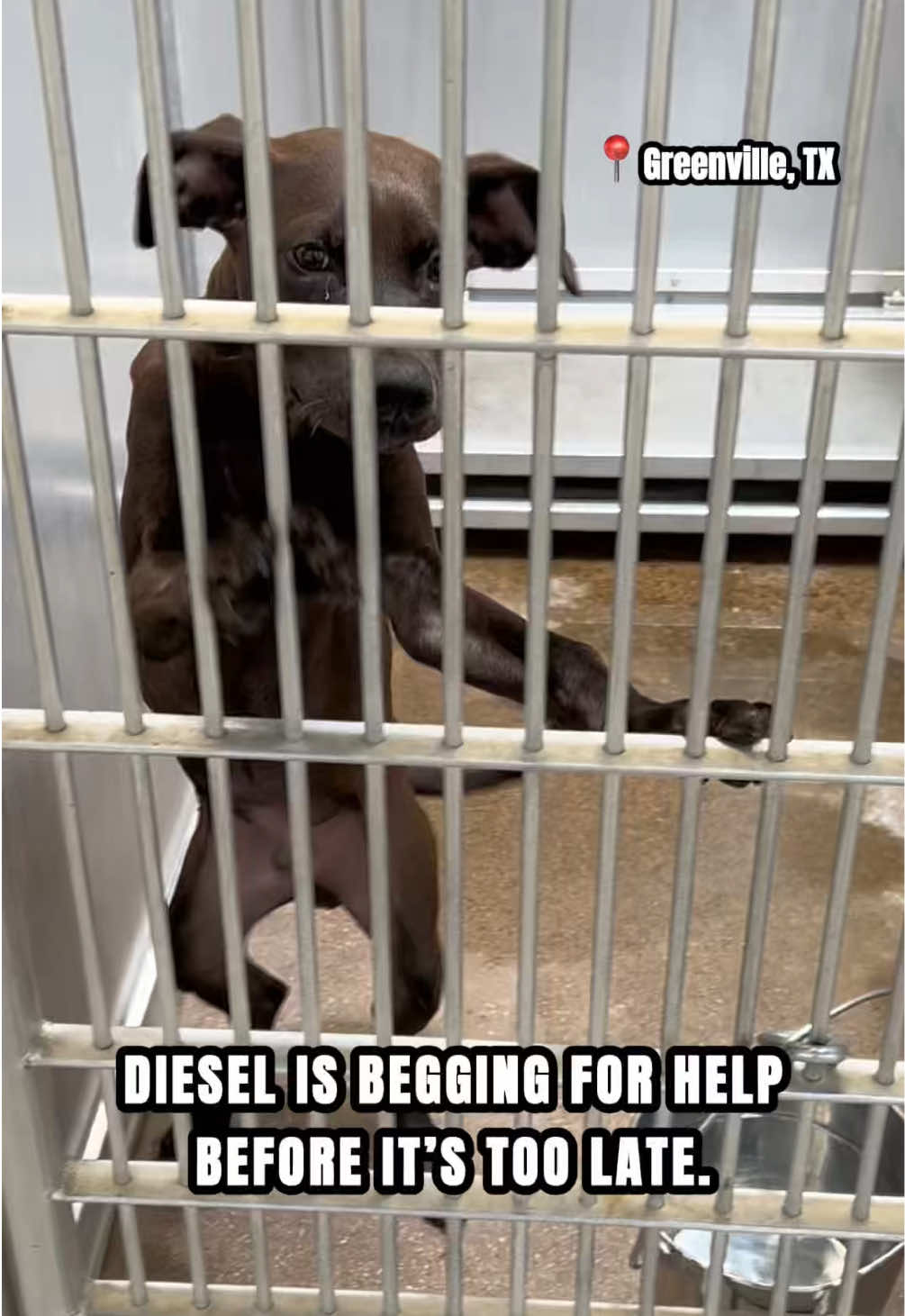 @The Dogs Need Our Help
