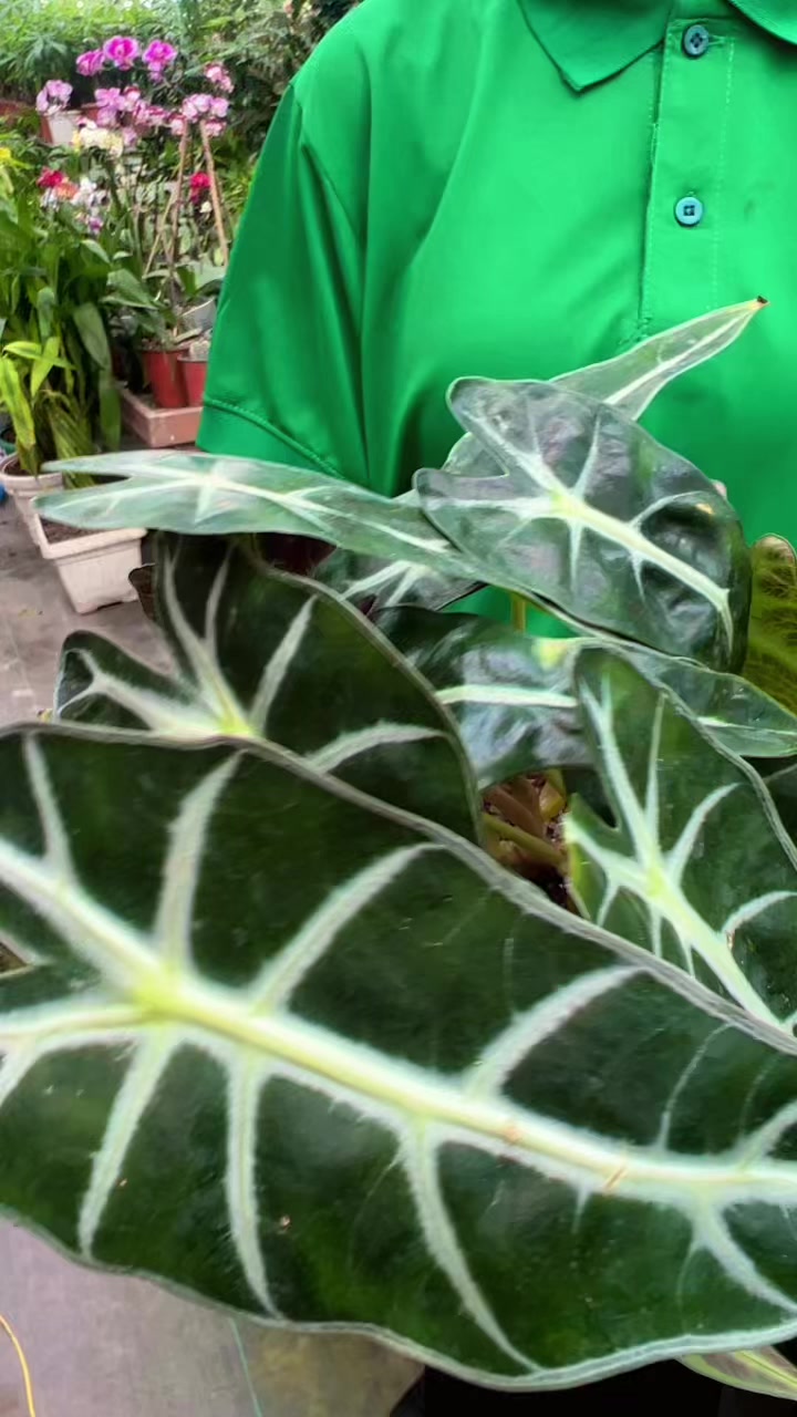 @Uday Garden Centre