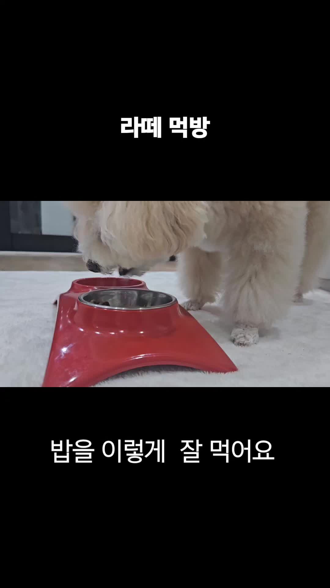 @예쁜라떼