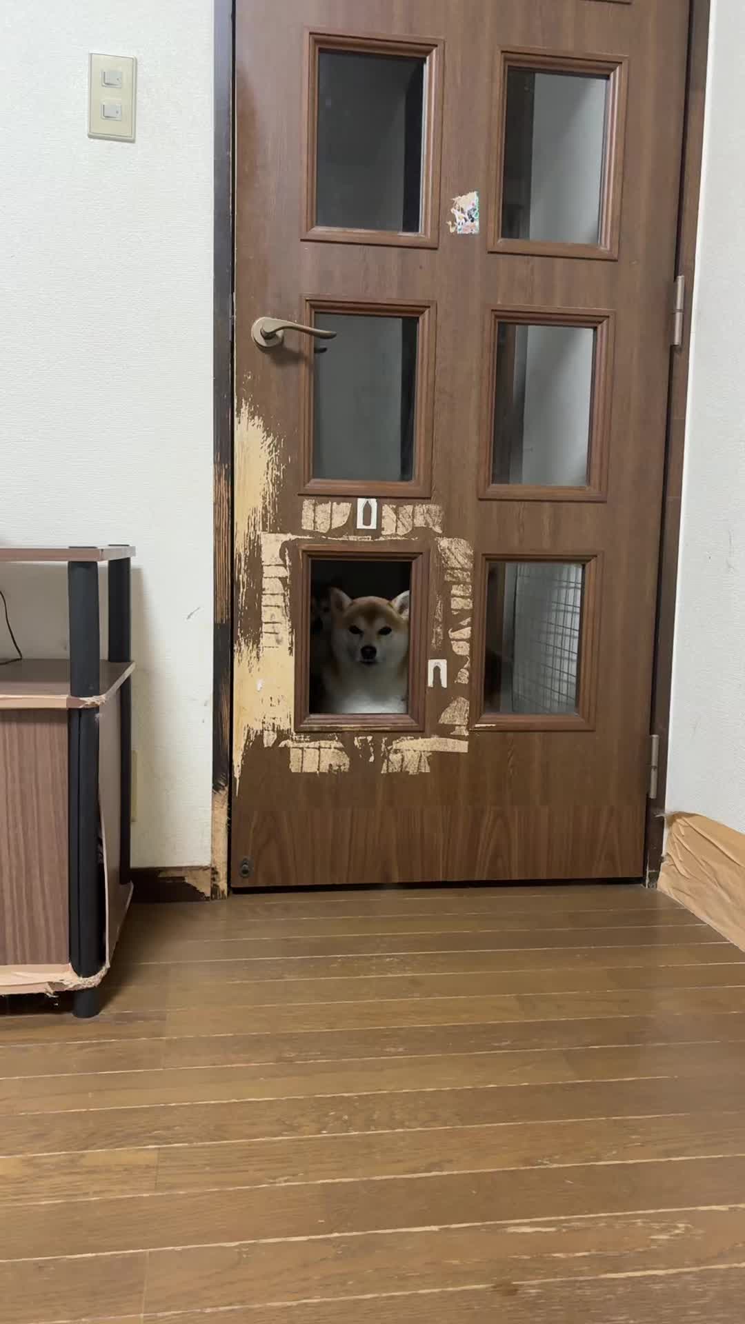 @ムックパパ🔶🐾