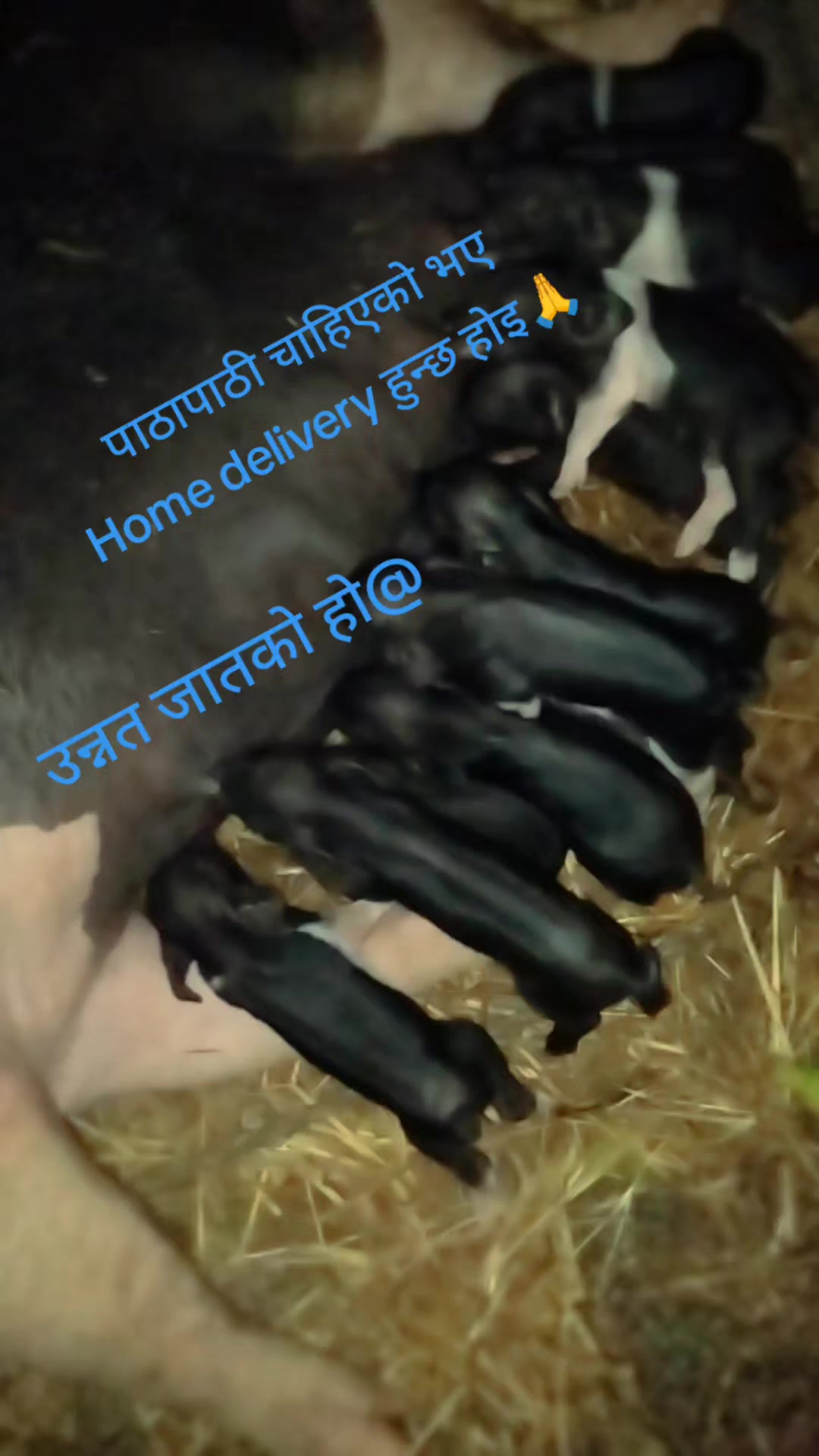 @kppm