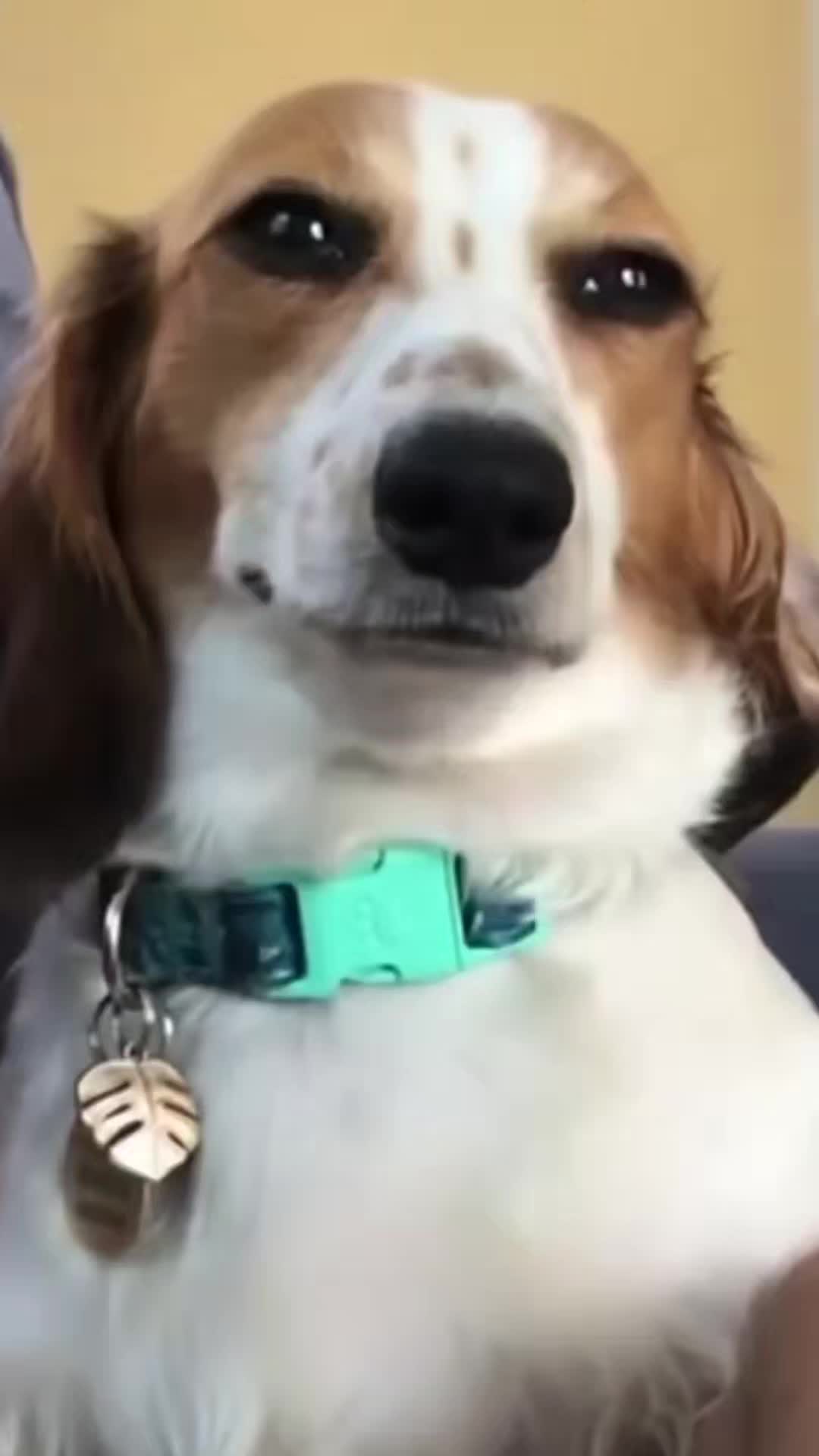 @firebeans