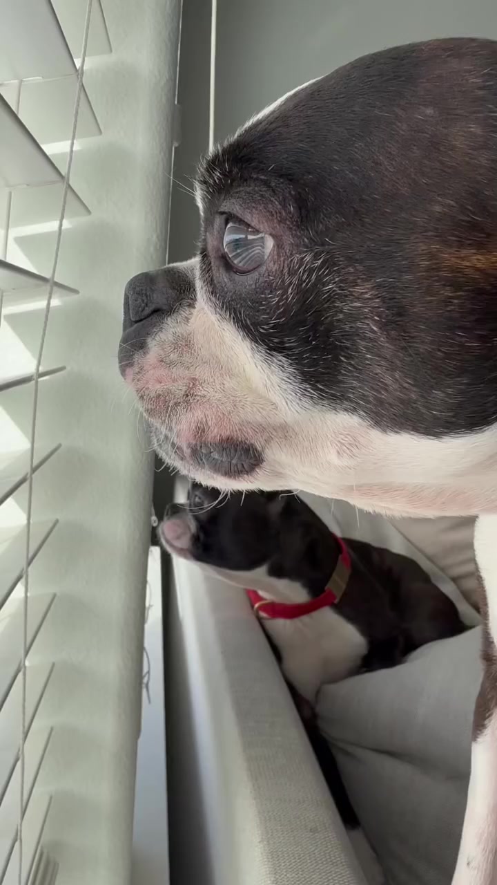 @boston.terrier.shop