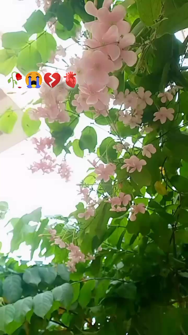 @🕊️⚔️Hammad writes ⚔️🕊️