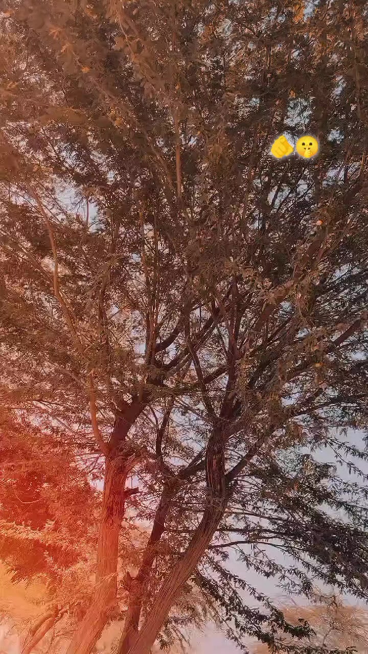 @اوڈ راجپوت 😈