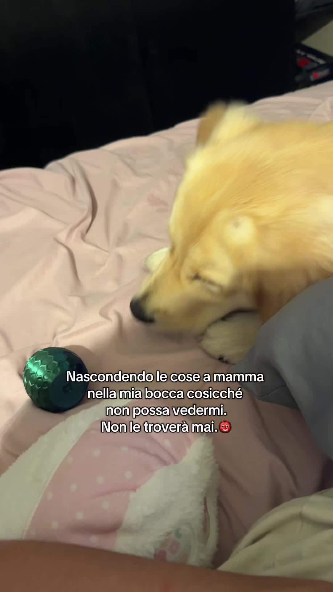 @AMELI(SSA)🐶👧🏻