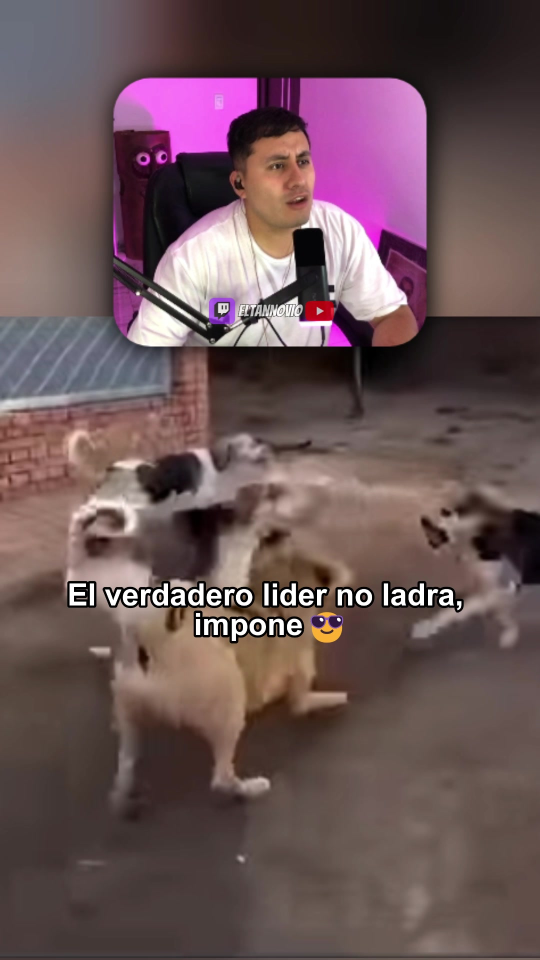 @eltannovio