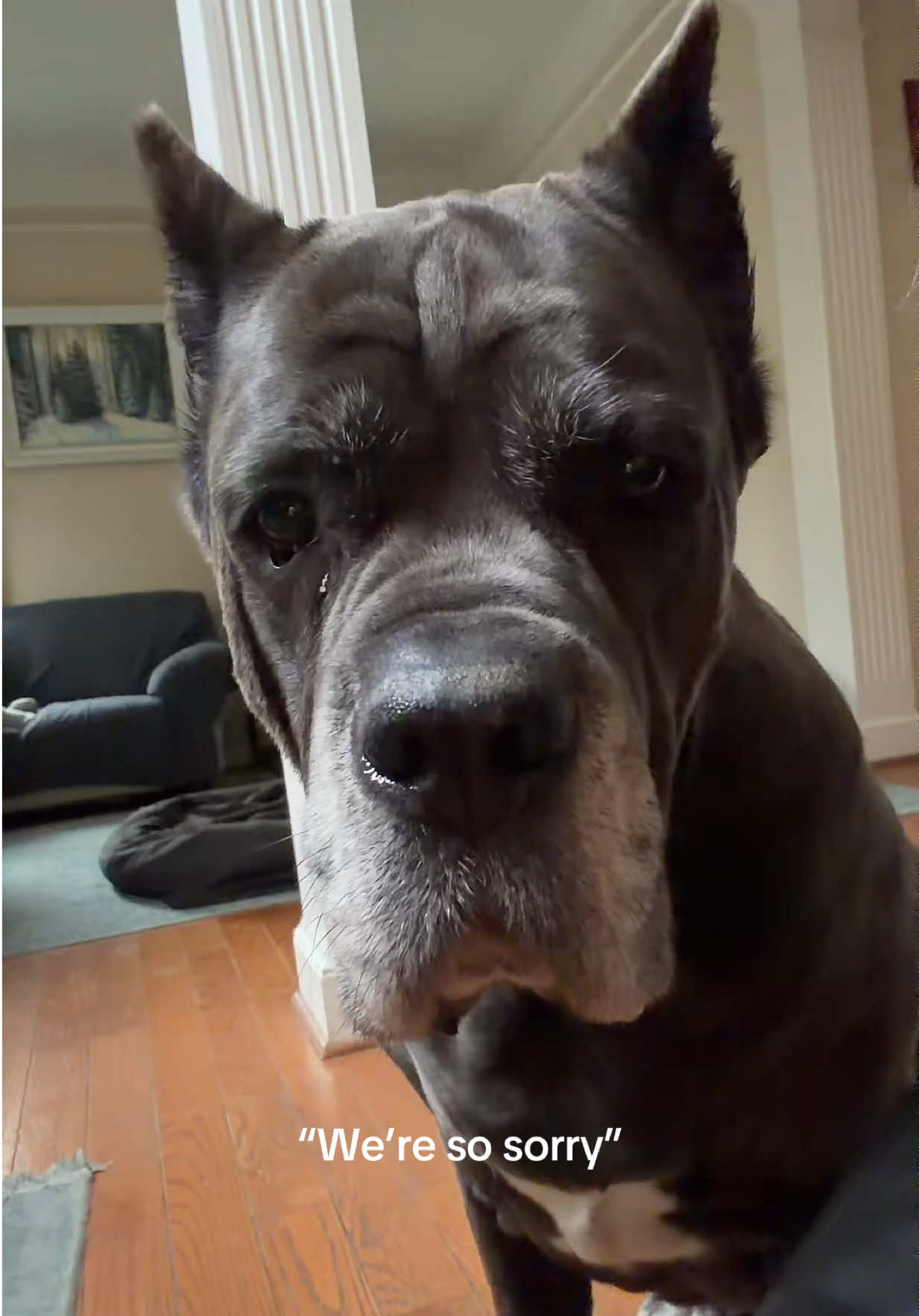 @Mia the Rottie