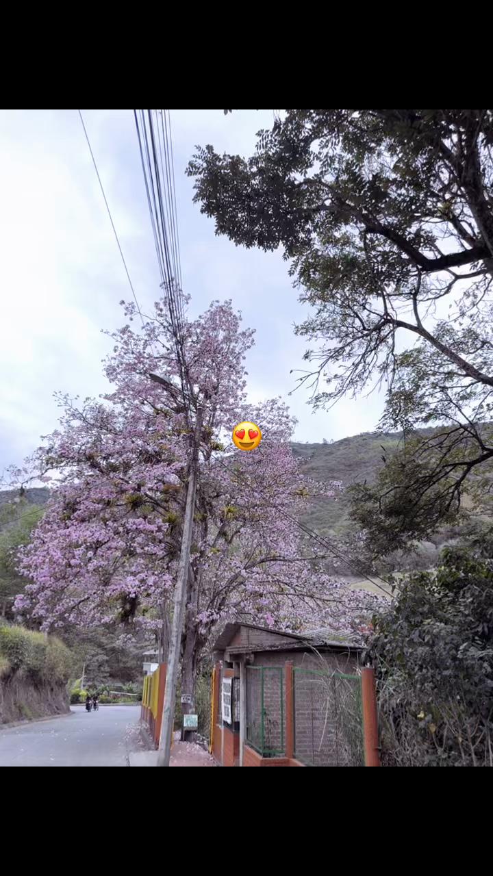@daniela503.11